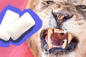 Is Chewing Gum Good For Your Teeth Abc Everyday