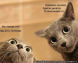 Котоматрица: Мы теряем его!! МЫ ЕГО ТЕРЯЕМ! Спокойно, коллега.... Куда он  денется.. Из