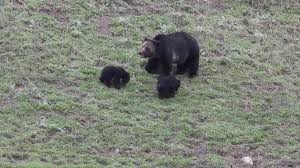 Bear spray should spray in a cloud/cone pattern and have an absolute minimum range of 16 feet bear spray is strongly recommended in remote areas like yellowstone national park, glacier if you are traveling to a popular location, you also may be able to rent bear spray for the duration of your trip. Parents Used Bear Spray To Fend Off Grizzly Bear That Attacked Their 10 Year Old Son At Yellowstone National Park Abc News