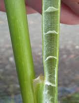 Image result for Sesamum parviflorum