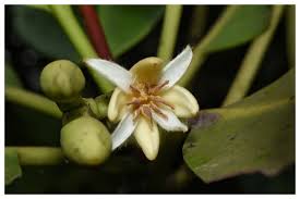 Image result for Rhizophora mucronata