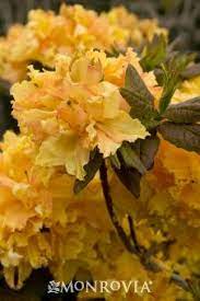 Cheerful Giant Azalea Monrovia Cheerful Giant Azalea Azaleas Garden Flowers Perennials Trees To Plant