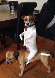 We did not find results for: 50 Hilarious Pics Of Dogs Acting Weird Bored Panda