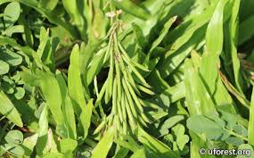 Image result for Indigofera kirkii