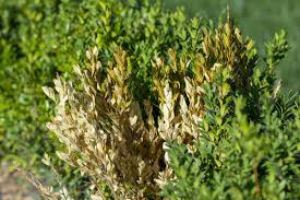 Daher sind die plagegeister möglichst rasch zu bekämpfen. Schadlinge Und Ungeziefer Im Garten Hornbach Schweiz