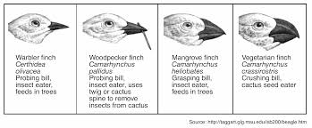 Answer key to darwin's finches. Https Www Manhassetschools Org Cms Lib Ny01913789 Centricity Domain 709 Beaks Lab Practice Tc 1490371414639 Pdf