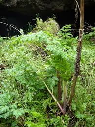 Image result for Afroligusticum claessensii