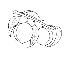 Se hai abilità di disegno di base, la domanda su come disegnare una natura morta con frutta non sarà un problema per te. Disegni Di Frutta Da Colorare Stampa Gratuitamente