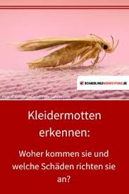 Kleidermotten Erkennen Woher Kommen Sie Und Welche Schaden Richten Sie An Motten Kleidermotten Schadlinge Schadlin Kleidermotten Motte Lebensmittelmotten