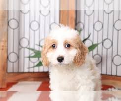 We have cavachon puppies for sale available now. View Ad Cavachon Puppy For Sale Near Florida Naples Usa Adn 194212