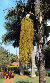 Image result for Caryota urens