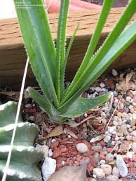 Image result for Aloe cooperi