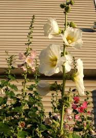We did not find results for: Garden Flowers Hollyhock Alcea Rosea Photo Cultivation And Maintenance Planting And Watering Characteristics And Description Seeds Flower Colors White Red Yellow Pink Black Claret Flowering Times Jule August Autumn