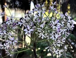 Image result for Melia azedarach