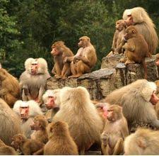 Perlu bersaing untuk mendapatkan makanan dan pasangan. Haiwan Hidup Berkumpulan