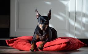 Photo Quels sont les inconvénients du chien de type Pinscher Schnauzer ...
