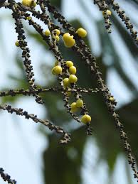 Image result for Gaussia maya