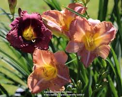 Photo of the bloom of Daylily (Hemerocallis 'Edith Bernhardt') posted by  celtica