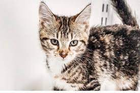 Sassy Humane Society Cat Adoption Find Pets