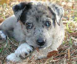 Catahoula Australian Shepherd Mix Puppies For Sale Australian Shepherd Mix Puppies Shepherd Mix Puppies Pitbull Mix Puppies