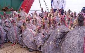 Also called a tortoiseshell or hawkbill tortoise, the hawksbill turtle has a rather flat carapace. Global Status Of The Hawksbill Sea Turtle Sea Turtle Conservancy