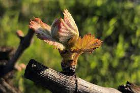 Wrapping up the plant with blankets or piling up soil around the stems can protect them from cold temperatures. Lifecycle Of A Grape Vine Duckhorn Vineyards Wine Blog