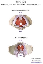 Intermediate layer of back muscles. Pelvis Anatomy Images Pelvic Floor Muscles Connective Tissues Bones