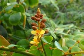 Image result for Cordia grandicalyx