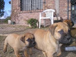 We did not find results for: File Bullmastiff Puppies Jpg Wikimedia Commons