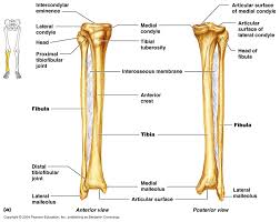 These muscles work together to produce movements such as standing, walking, running, and jumping. Tibia And Fibula Lower Leg Bones Leg Bones Tibia And Fibula
