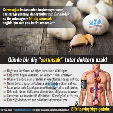 Sagligimiza Yararli Bu Etkilerinden Faydalanmak Icin Sarimsagin Diyetimize Katilmasi Ve Gunde Iki Dis Sarmisak Yenm Saglik Saglikli Yasam Saglikli Yasam Tarzi