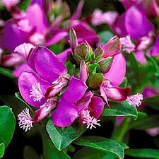 Image result for Polygala marensis
