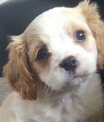 Lancaster puppies has cavachon puppies for sale. Cavachon Puppies For Sale California Road Ny 221548