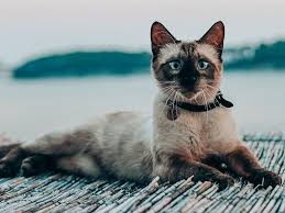 Cancer cells divide unchecked and can spread (metastasise) to other parts of the body via the blood or lymphatic system to primary or metastatic cancer in the lungs can cause death by infection or impact the lungs ability to function properly by killing off healthy lung tissue. Cancer In Cats Symptoms Diagnosis And Treatments Uk Pets