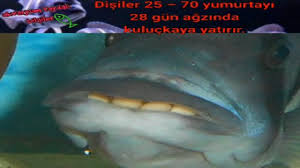 Frontoza Baliklari Hakinda Onemli Bilgiler Balik
