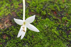 Fresh flower box gifts filled with love. Indian Cork Flower Falls On The Floor With Moss Tree White Flowers Stock Photo Picture And Royalty Free Image Image 95075535