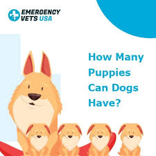 Neonatal puppies should nurse as frequently as the mom will allow, until they are roughly the type of dog also influences how often to feed. How Many Puppies Can Dogs Have Dog Litter Sizes By Breed Here