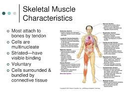 If you know where muscles attach and how they contract then you can know how to. The Muscular System Chapters 9 Ppt Download