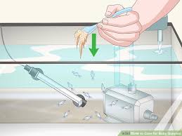 How To Care For Baby Guppies With Pictures Wikihow