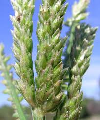 It is very important to know that even when mowed closely, this type of grass will still produce seeds. Goose Grass Eleusine Indica Feedipedia