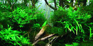 Coupled with the less frequent maintenance of the aquascape, this style provides an excellent opportunity for an aquascaper to create a picturesque. Understanding Jungle Aquascaping Style The Aquarium Guide