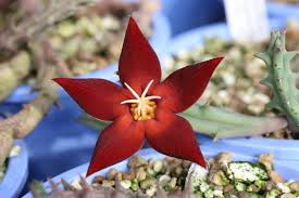 Image result for Piaranthus atrosanguineus