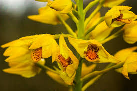 Image result for Orthochilus