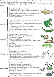 ¿por qué existen animales que respiran por la piel? Vertebrados Animales Con Esqueleto Lleno De Huesos