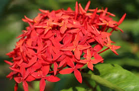 We did not find results for: Klasifikasi Dan Morfologi Tanaman Hias Asoka Cerita Hari Ini