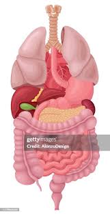 Image result for internal organs