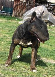 Image result for anglický barvář