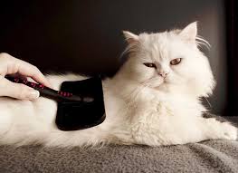 Les poils de votre chat seront immédiatement enlevés. Comment Brosser Son Chat Les Bons Conseils