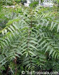 Daun neem lebih dikenali dengan panggilan daun semambu, atau nama saintifiknya azadirachta indica merupakan pernah sekali terkena demam campak. Lading Emas Daun Neem Daun Semambu Daun Mambu Amat Ajaib