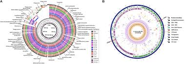 Malaysian who have attained the age of 16 can obtain a b2 (motorcycle). Frontiers Comparative Genomics Of Plasmid Bearing Staphylococcus Aureus Strains Isolated From Various Retail Meats Microbiology